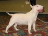 Bullywood Blazing Star (alias Hagar)
