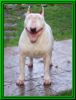 Cwmdulais Flash Harry